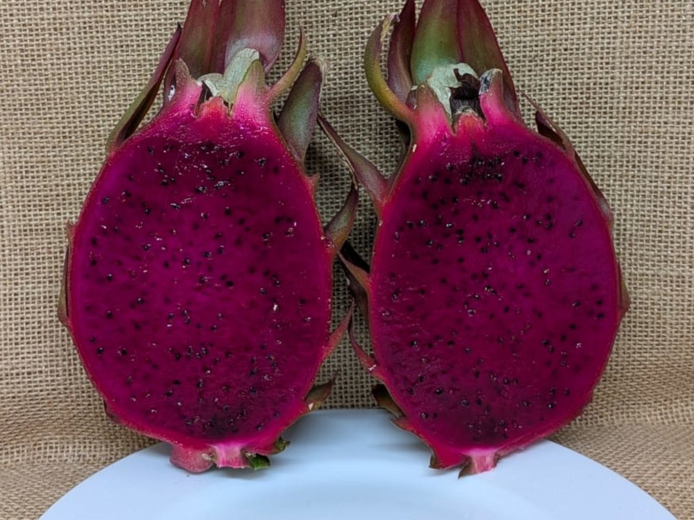 Asunta 5 dragon fruit picture
